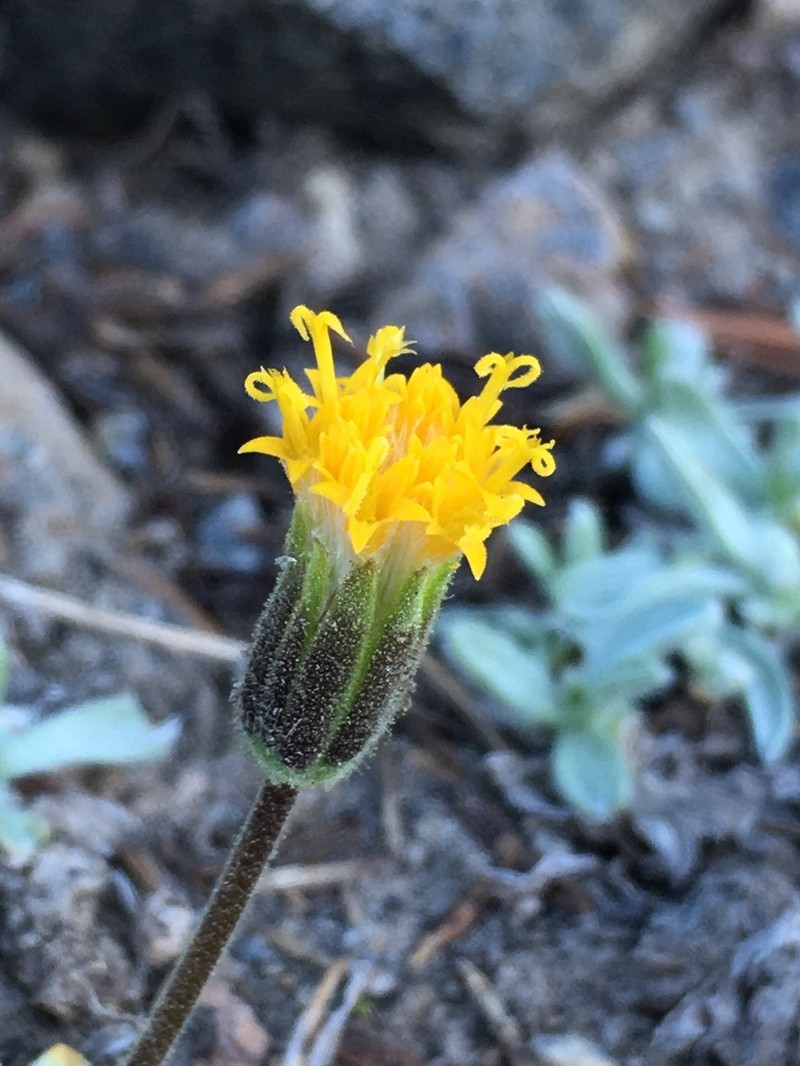 Silky Raillardella photo 8