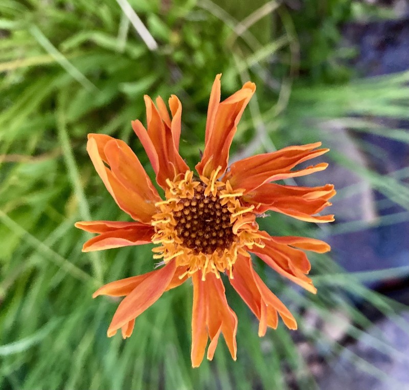 Showy Raillardella photo 2