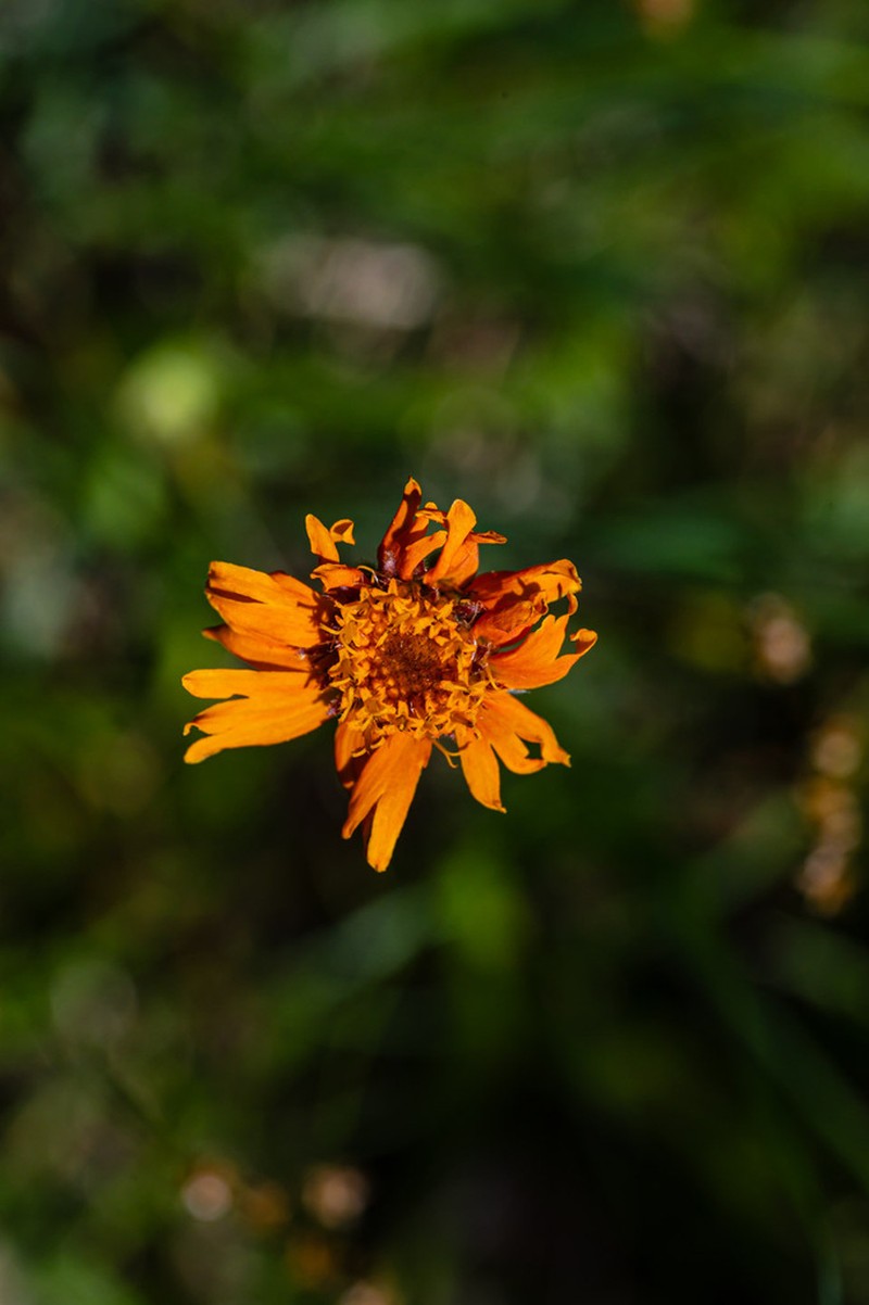 Showy Raillardella photo 3