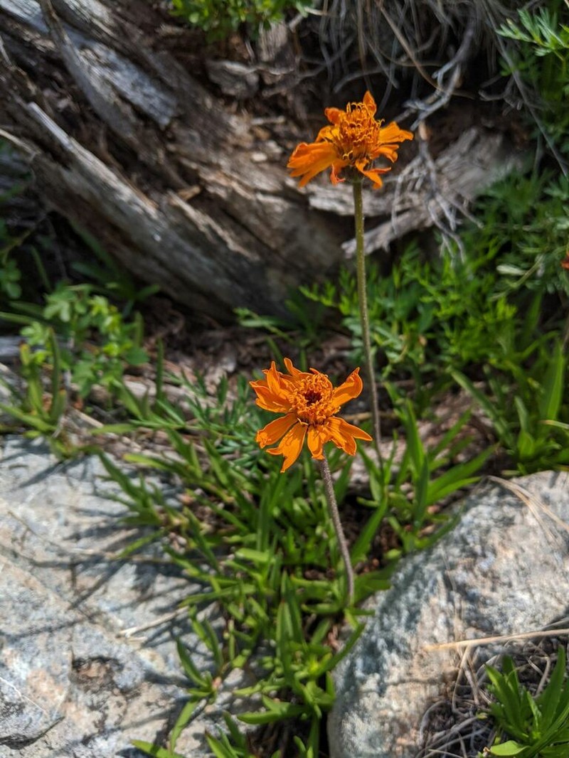 Showy Raillardella photo 4