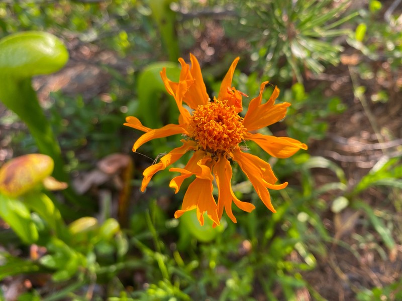 Showy Raillardella photo 5