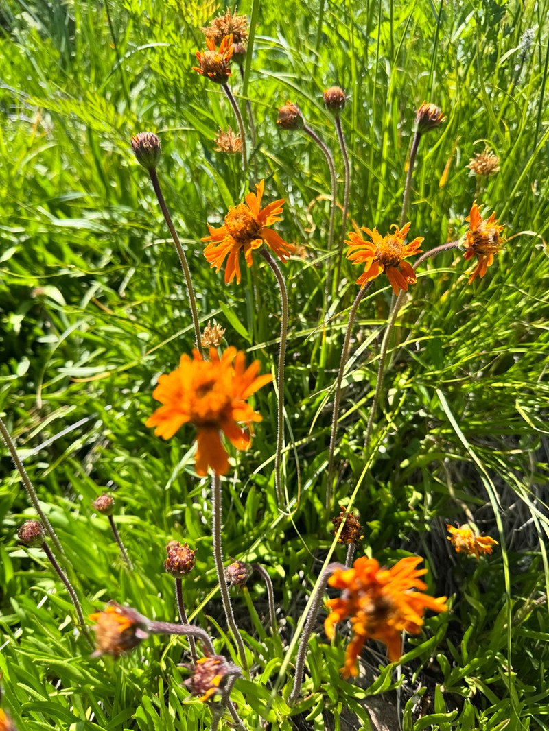 Showy Raillardella photo 6
