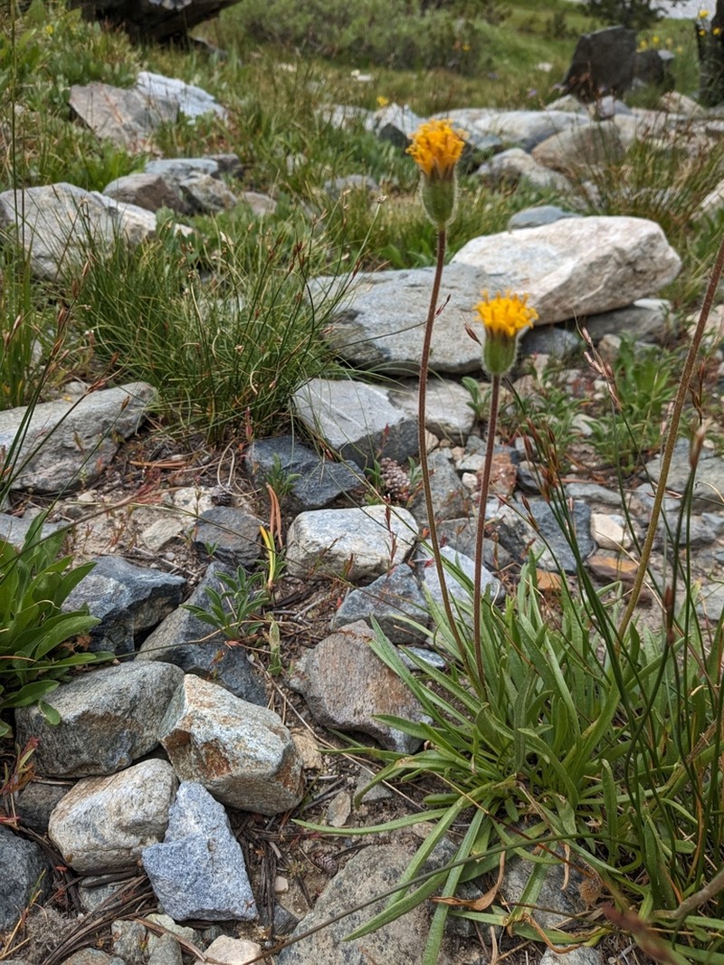 Stem Raillardella photo 2