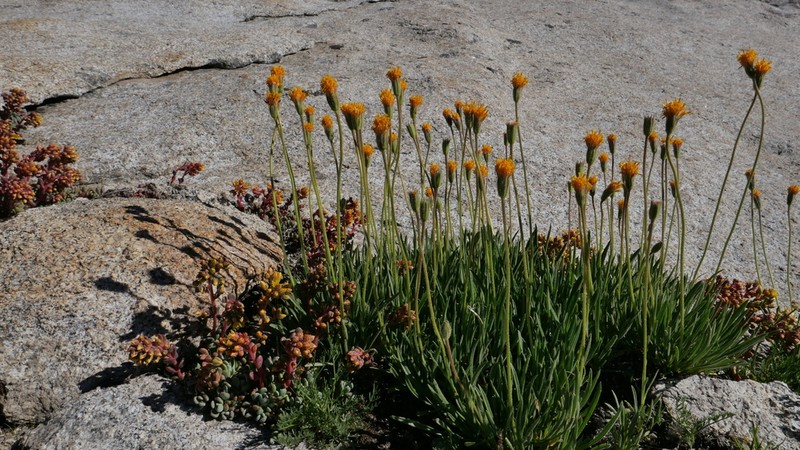Stem Raillardella photo 3