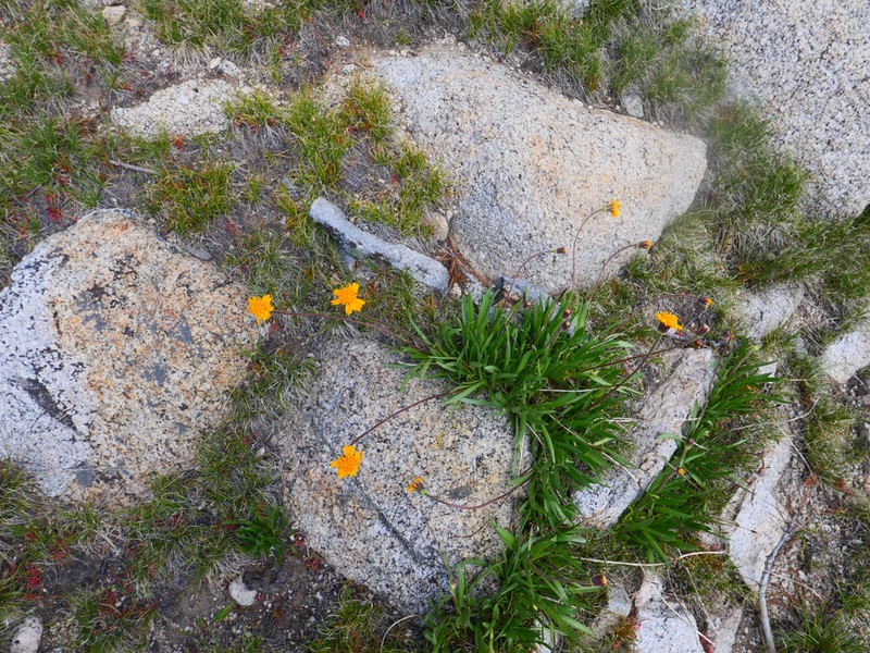 Stem Raillardella photo 4