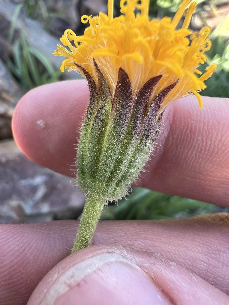 Stem Raillardella photo 5