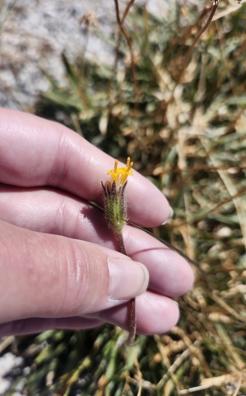 Stem Raillardella photo 6