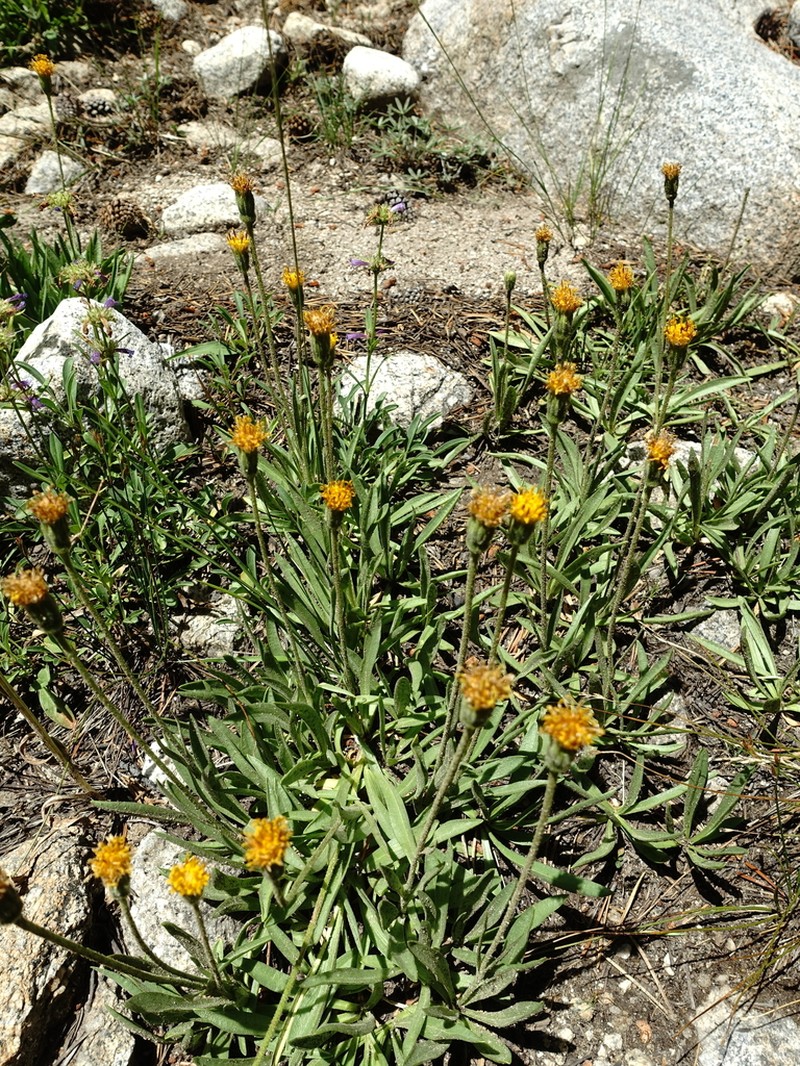 Stem Raillardella photo 7