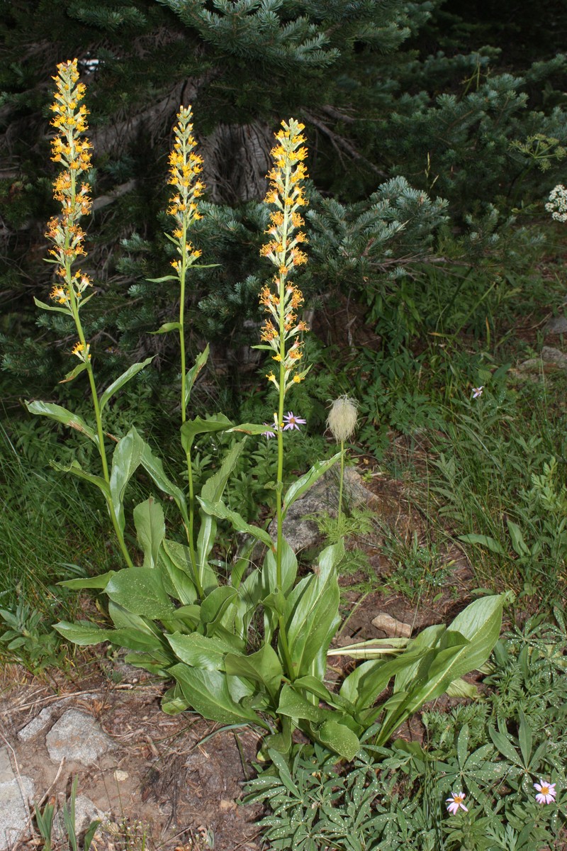 False Silverback