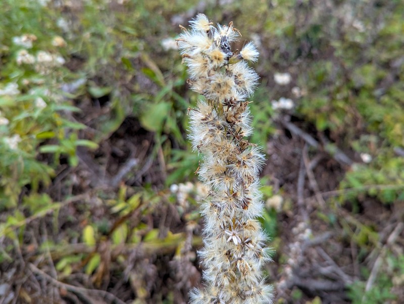 False Silverback photo 8