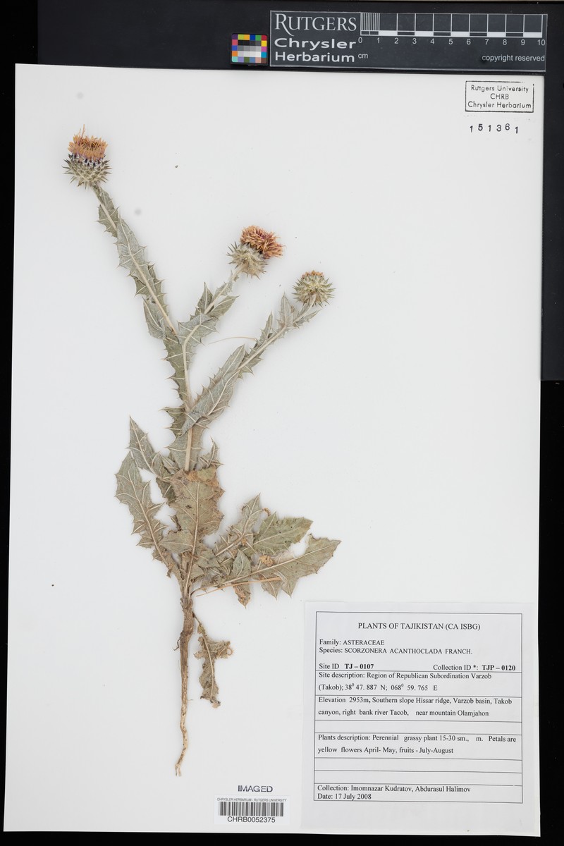 Ramaliella acanthoclada
