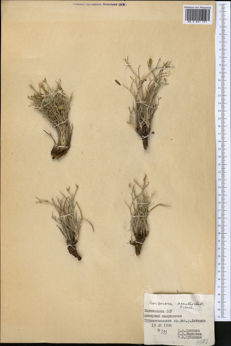 Ramaliella acanthoclada photo 2