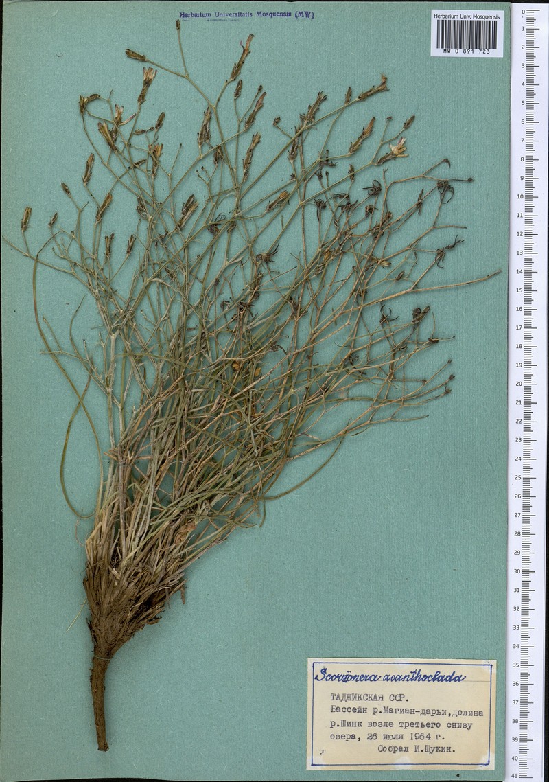 Ramaliella acanthoclada photo 3