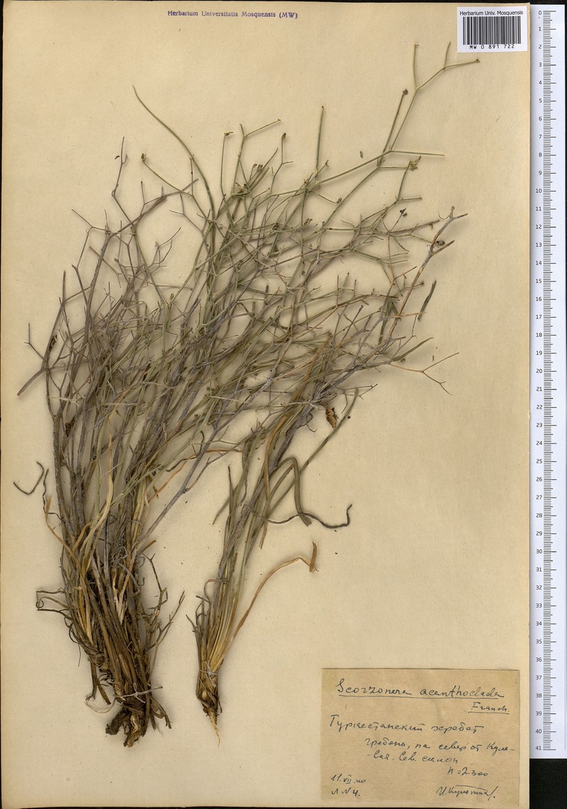 Ramaliella acanthoclada photo 4