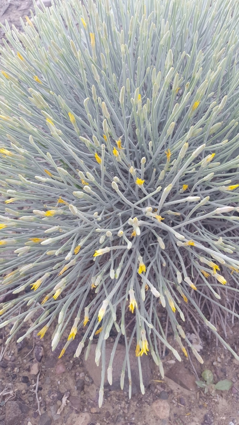 Ramaliella intricata