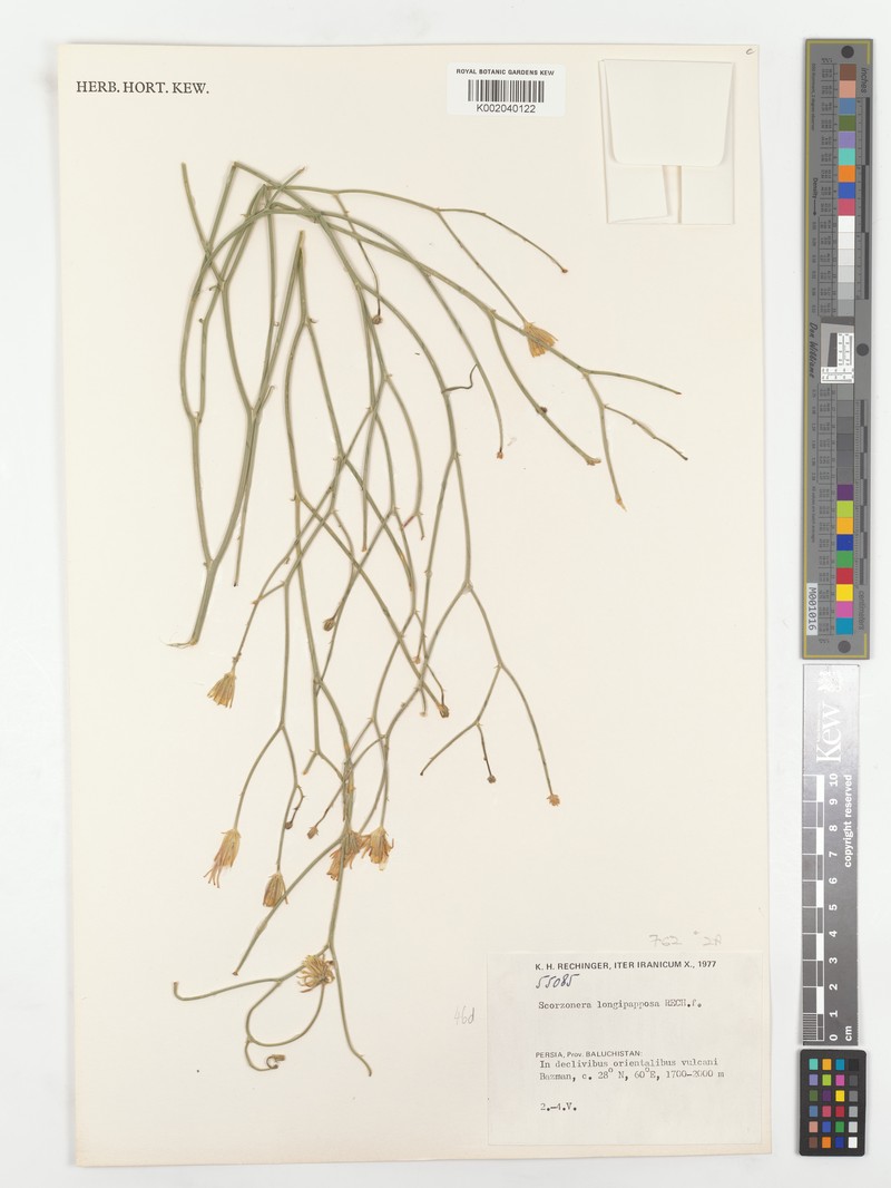 Ramaliella longipapposa