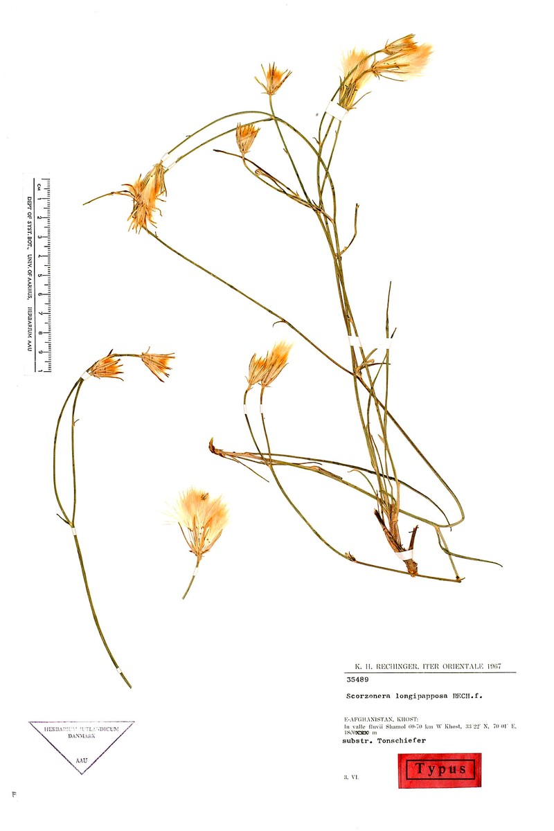 Ramaliella longipapposa photo 2