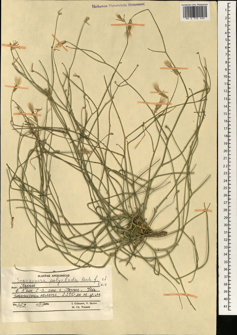 Ramaliella polyclada