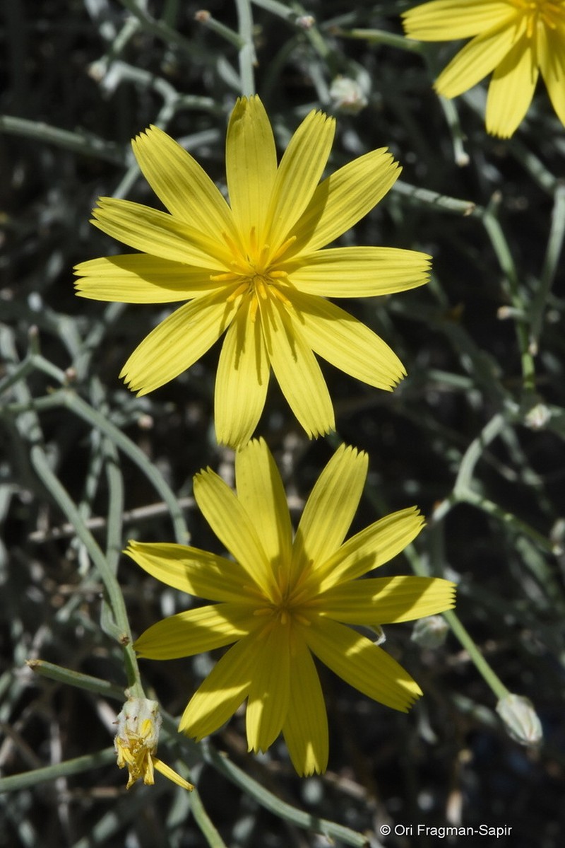 Ramaliella tortuosissima