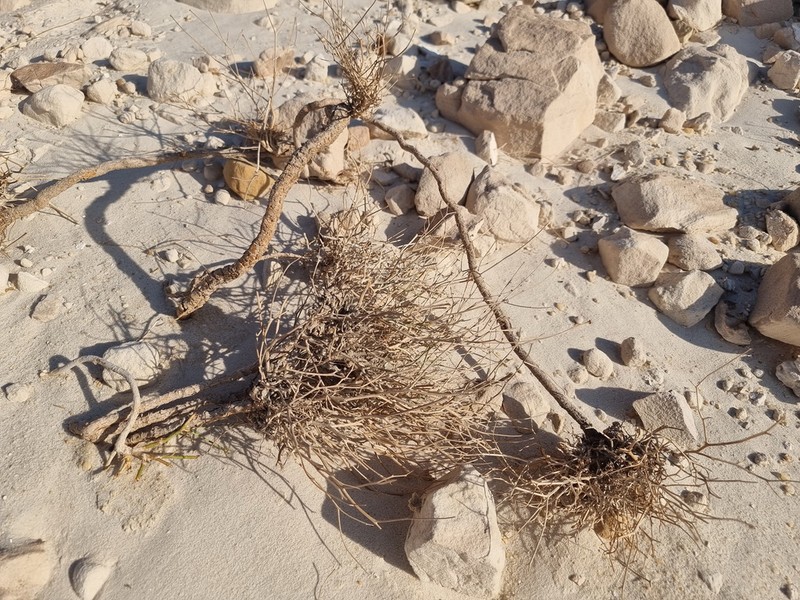 Ramaliella tortuosissima photo 3