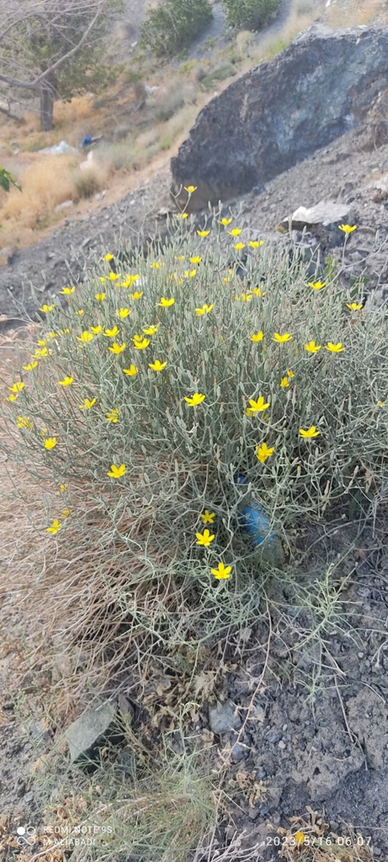 Ramaliella tortuosissima photo 4