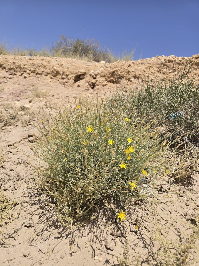 Ramaliella tortuosissima photo 5