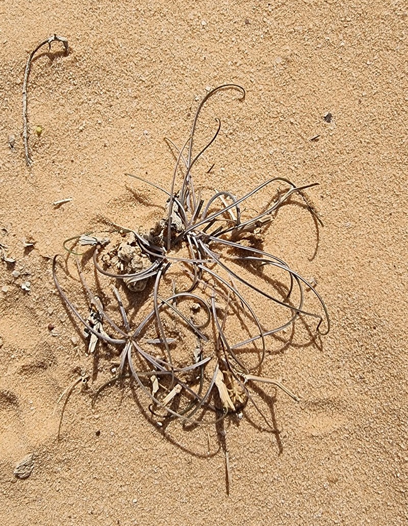 Ramaliella tortuosissima photo 8