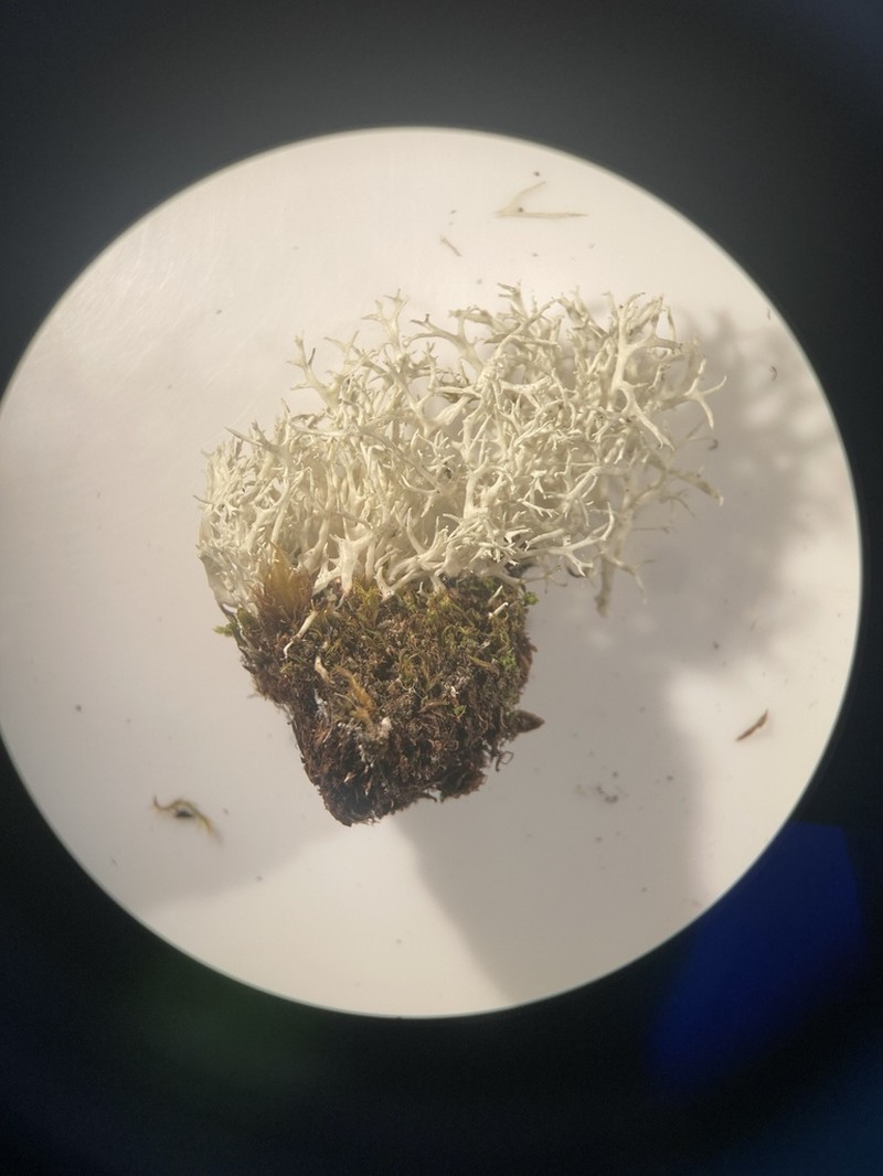 Almquist's Cartilage Lichen
