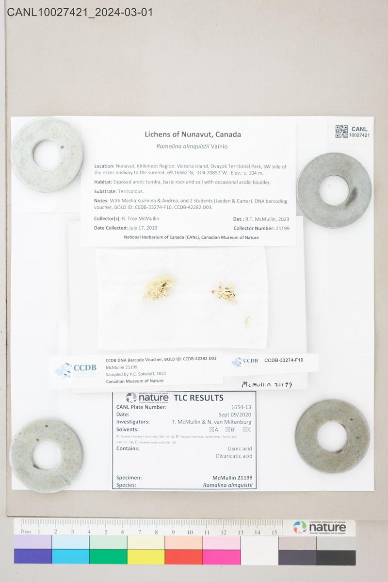 Almquist's Cartilage Lichen photo 2