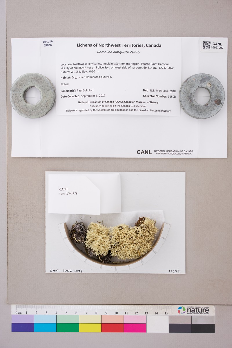 Almquist's Cartilage Lichen photo 4