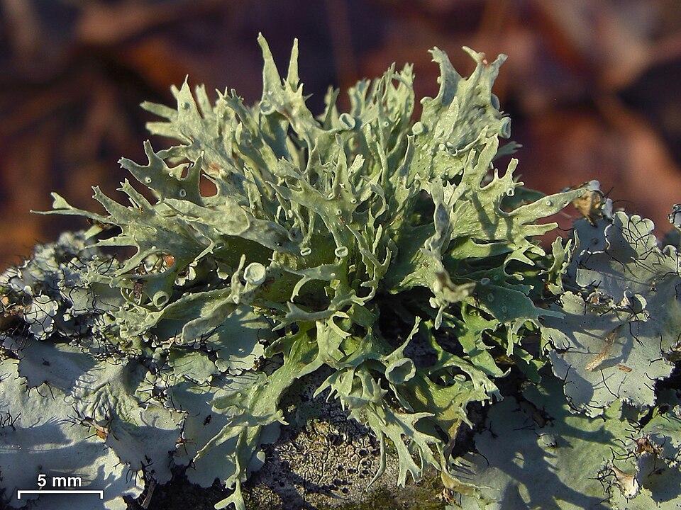 American Cartilage Lichen photo 7