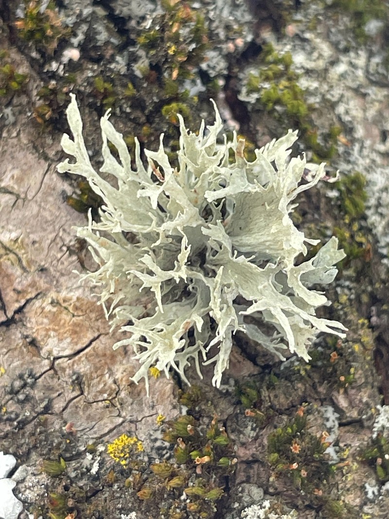American Cartilage Lichen photo 3