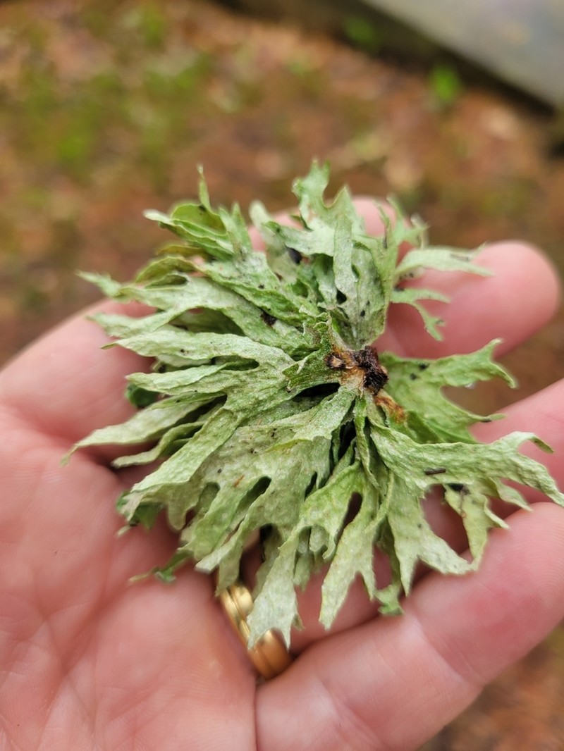 American Cartilage Lichen photo 4