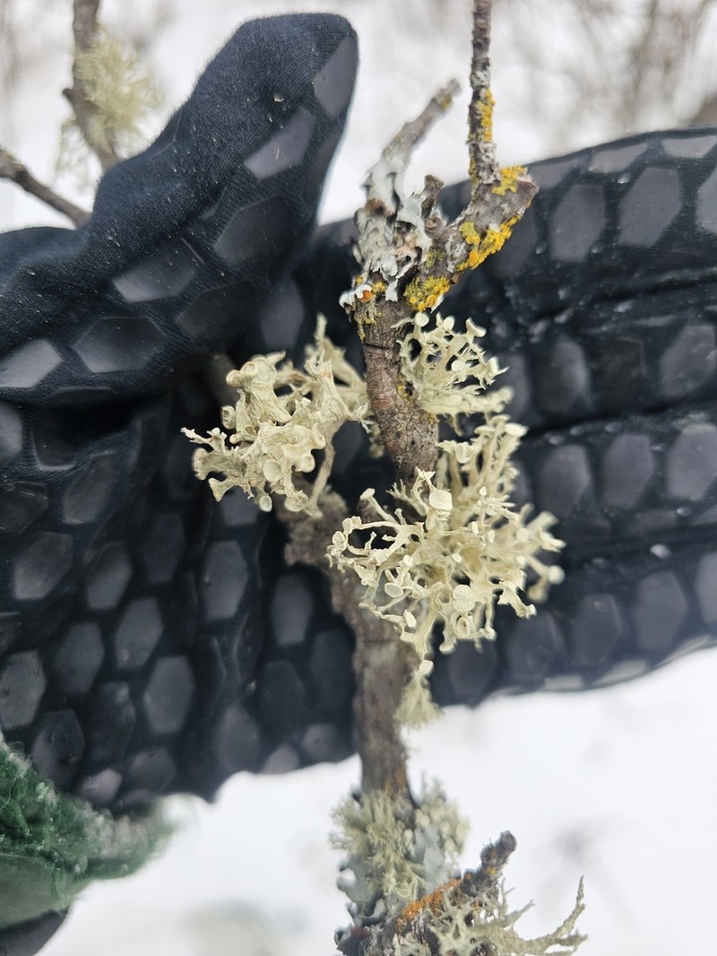 American Cartilage Lichen photo 5
