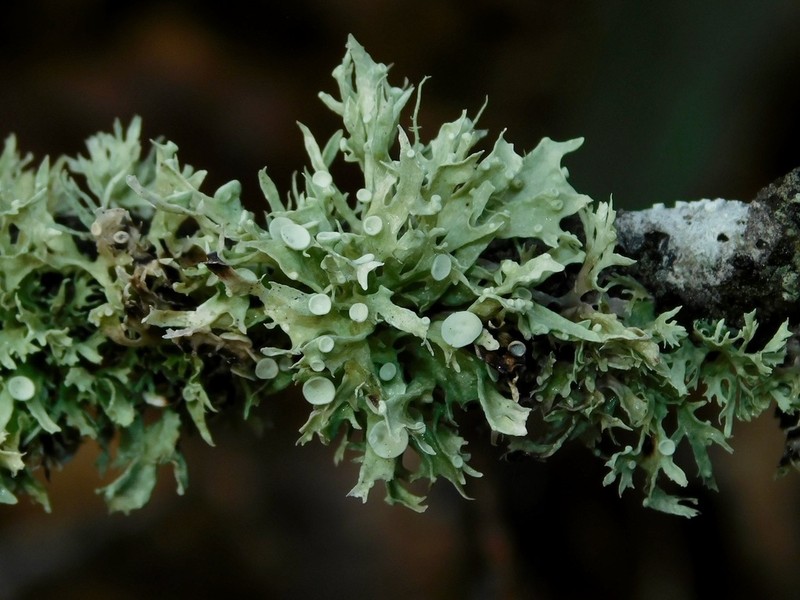 American Cartilage Lichen photo 6