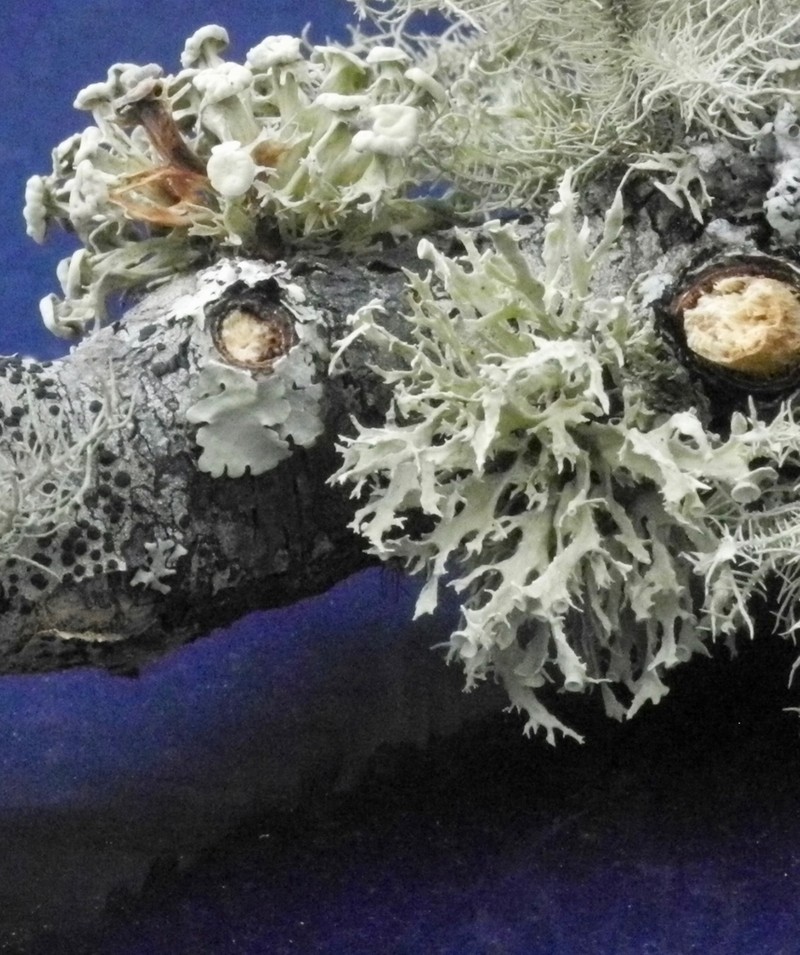 American Cartilage Lichen photo 7