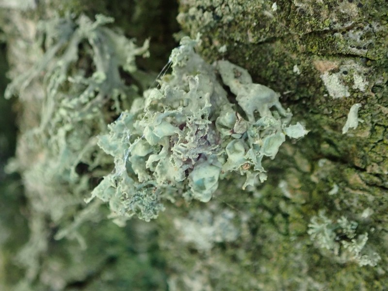 Ramalina baltica photo 2