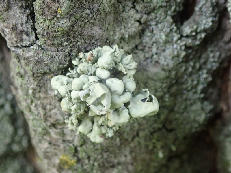 Ramalina baltica photo 3
