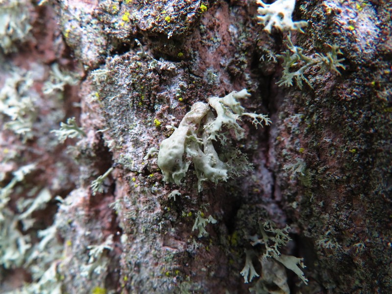 Ramalina baltica photo 4