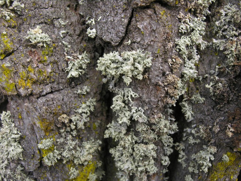 Ramalina baltica photo 5