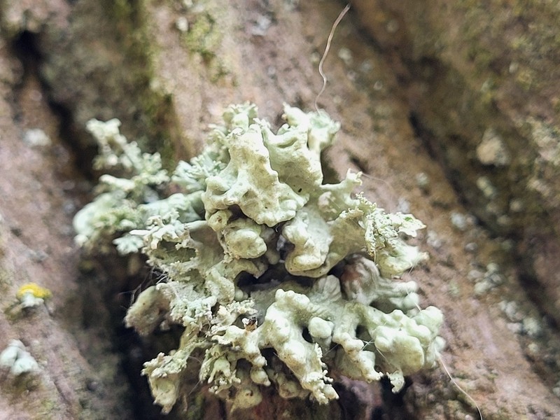 Ramalina baltica photo 6