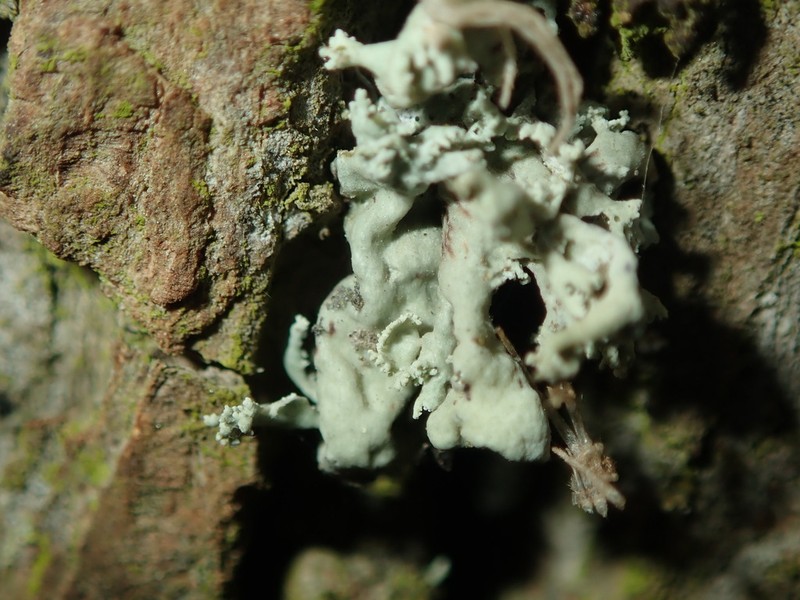 Ramalina baltica photo 7