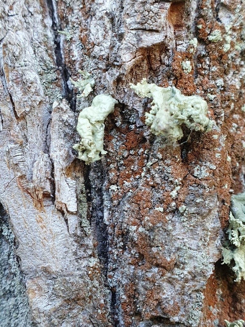 Ramalina baltica photo 8