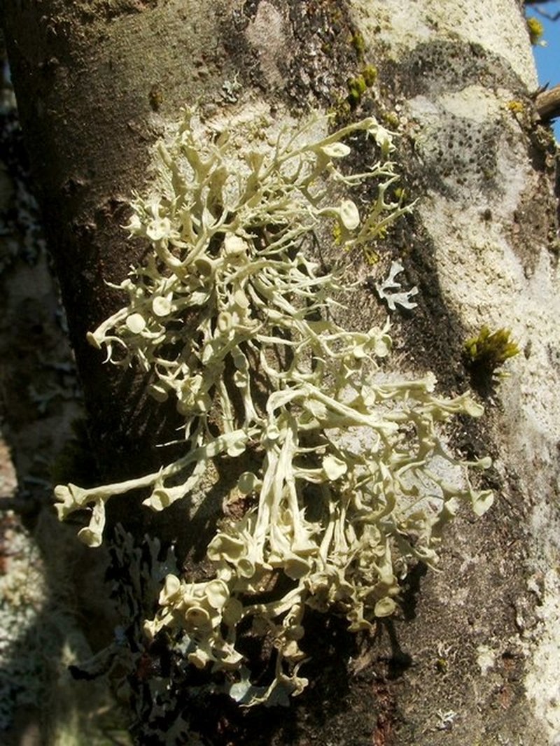 Cartilage Lichen photo 2