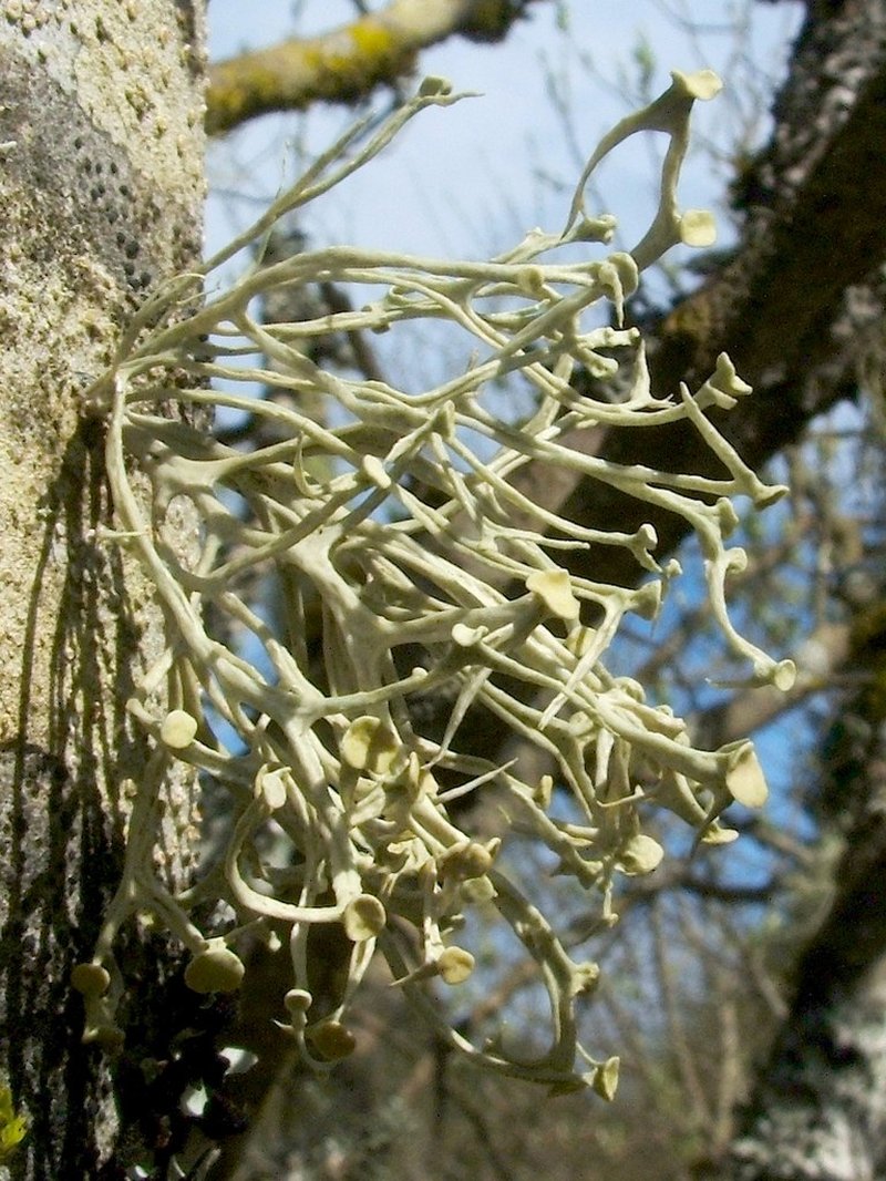 Cartilage Lichen photo 3