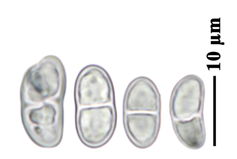 Cartilage Lichen photo 5