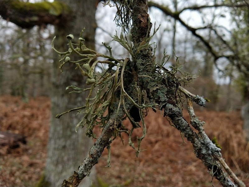 Cartilage Lichen photo 6
