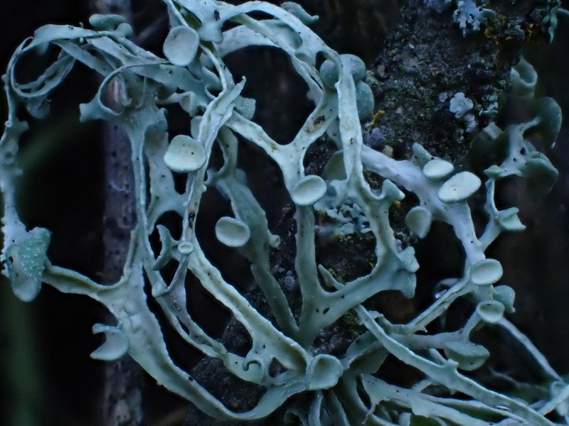 Cartilage Lichen photo 7