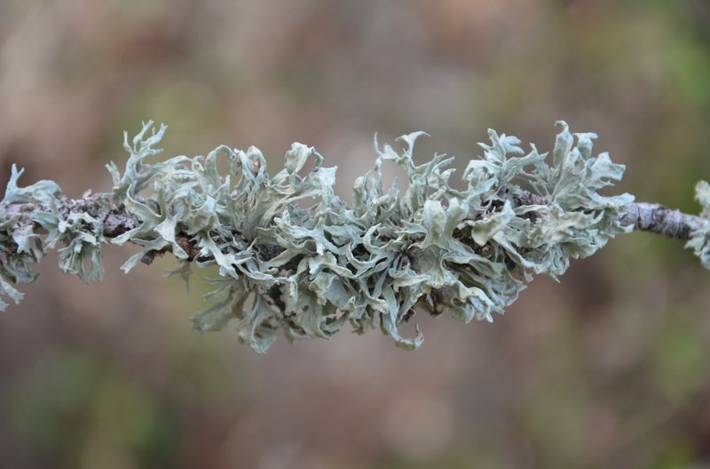 Ramalina canariensis