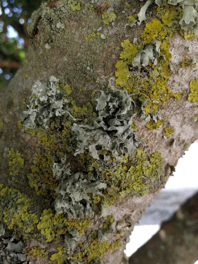 Ramalina canariensis